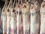 Баранина, ягнятина Halal - фото 2