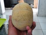 Дыня - фото 3