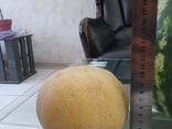 Дыня - фото 7