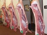 Frozen Pork Meat , Pork Belly , PorK Ham Hock - фото 1