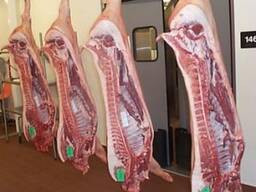 Frozen Pork Meat , Pork Belly , PorK Ham Hock