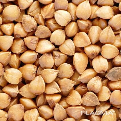 Гречиха урожай 2024 года