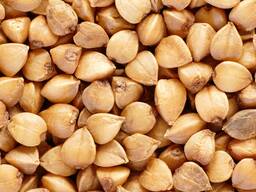 Гречиха урожай 2024 года