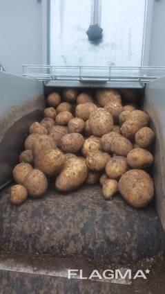 КАРТОФЕЛЬ. КАПУСТА. МОРКОВЬ.