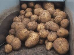 КАРТОФЕЛЬ. КАПУСТА. МОРКОВЬ.