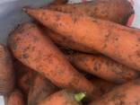 КАРТОФЕЛЬ. МОРКОВЬ. КАПУСТА. - photo 10