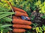 КАРТОФЕЛЬ. МОРКОВЬ. КАПУСТА. - photo 13