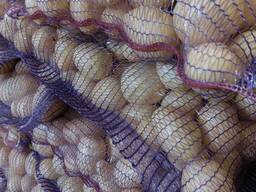 Картофель продовольственный урожай 2025