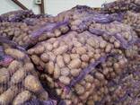 Картофель свежий - photo 1