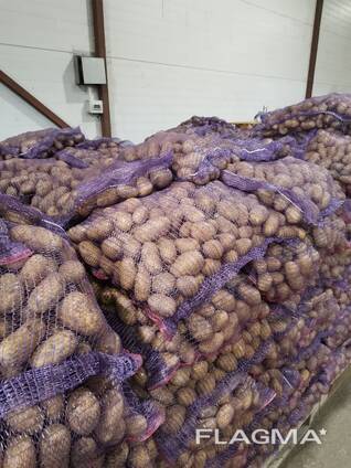 Картофель свежий