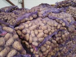 Картофель свежий