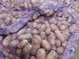 Картофель свежий - photo 3