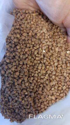 Крупа Гречневая оптом