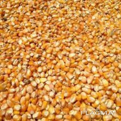 Кукуруза фуражная
