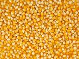 Кукуруза, пшеница, ячмень, подсолнечное масло - фото 1