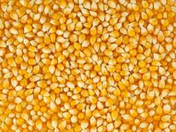 Кукуруза, пшеница, ячмень, подсолнечное масло