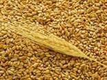 Кукуруза, пшеница, ячмень, подсолнечное масло - фото 2