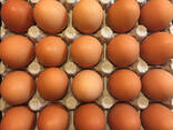 Куриные яйца - фото 3