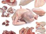 Мясо Курицы/Бройлера - HALAL. Frozen chicken meat - фото 1