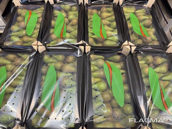 Нокҳои «Conference»