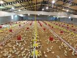Оборудование для птицефермы. Автоматизированные птичники. - фото 1