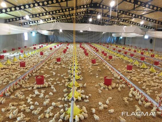 Оборудование для птицефермы. Автоматизированные птичники.