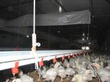 Оборудование для птицефермы. Автоматизированные птичники. - фото 6