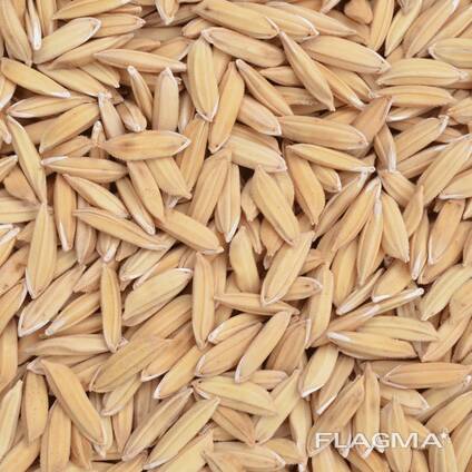 Рожь урожай 2023 года