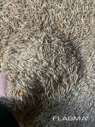 Овёс Продовольственный/Фуражный