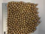 Покупаем нут с поставкой в ЕС и Турцию - фото 1