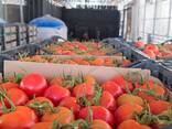 Помидоры из Туркменистан на экспорт - photo 2
