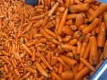 Продам морковь - фото 2