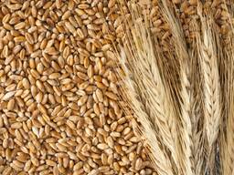 Прямая поставка Пшеницы 5 класс из Казахстана