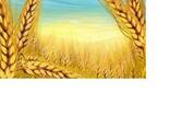 Пшеница 3-4 класс, ячмень, зерновые культуры - фото 1