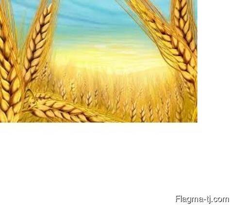 Пшеница 3-4 класс, ячмень, зерновые культуры