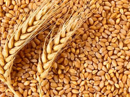 Wheat for Afghanistan