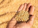Пшеница продовольственная - фото 2