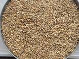 ПШЕНИЦА. САФЛОР. ЛЁН. ЯЧМЕНЬ. ИТД. - фото 6