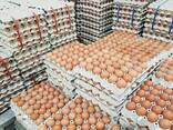 Quality eggs and chicks available - фото 1