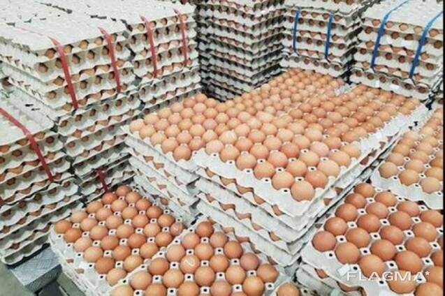 Quality eggs and chicks available
