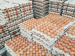 Quality eggs and chicks available