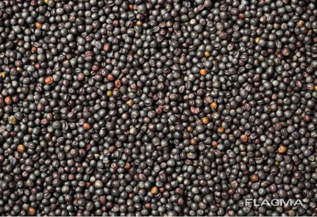 Рапс урожай 2024 года