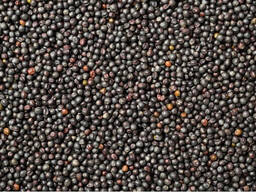 Рапс урожай 2024 года