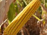 Семена гибридов кукурузы - фото 1