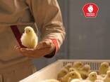 Суточные / Однодневные цыплята несушки на экспорт - фото 1
