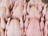 Wholesale Suppliers Premium Quality Halal Frozen Whole Chicken And Chicken Parts With Comp - фото 1