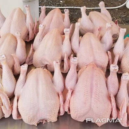 Wholesale Suppliers Premium Quality Halal Frozen Whole Chicken And Chicken Parts With Comp