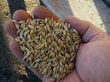Ячмень Barley - фото 1