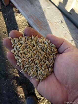 Ячмень Barley