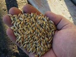 Ячмень Barley